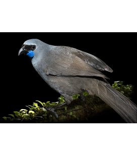 Kokako, Grey Ghost of the Forest
