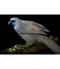 Kokako, Grey Ghost of the Forest