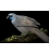 Kokako, Grey Ghost of the Forest