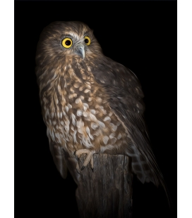 Morepork on Ponga Stump