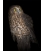Morepork on Ponga Stump