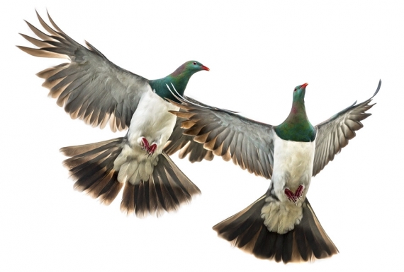 Kereru Couple in Flight