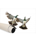 Kereru Couple in Flight