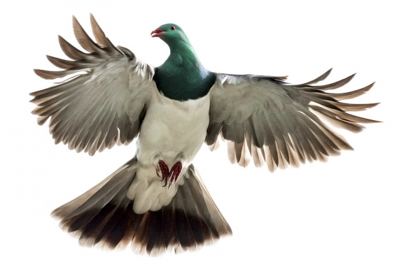 Kereru, Caught in Flight