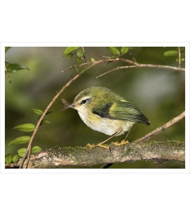 Rifleman, NZ's Smallest Bird: Card