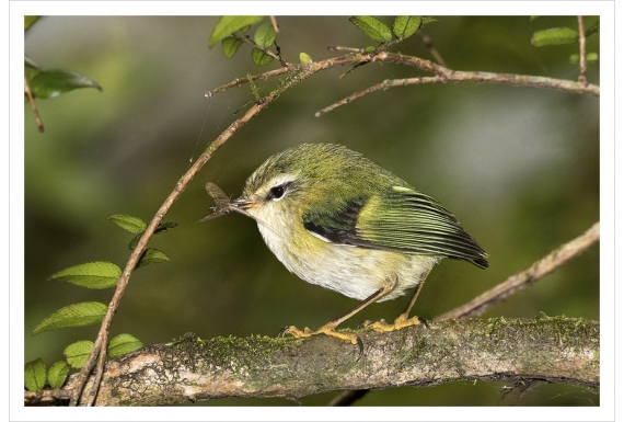 Rifleman, NZ's Smallest Bird: Card