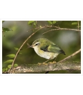 Rifleman, NZ's Smallest Bird: Card