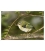 Rifleman, NZ's Smallest Bird: Card