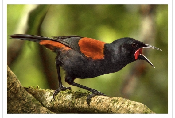 Singing Saddleback: Card