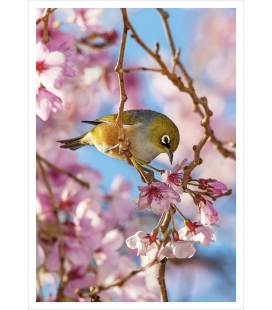 Silvereye, Waxeye (Tauhou): Card