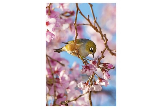 Silvereye, Waxeye (Tauhou): Card