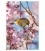 Silvereye, Waxeye (Tauhou): Card