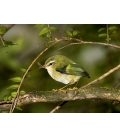 Rifleman, NZ's Smallest Bird