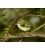 Rifleman, NZ's Smallest Bird