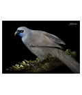 Kokako, Grey Ghost of the Forest: Card