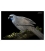 Kokako, Grey Ghost of the Forest: Card