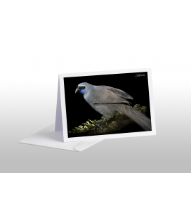 Kokako, Grey Ghost of the Forest: Card