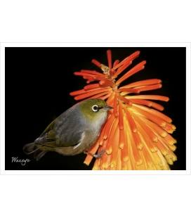 Waxeye on Red Hot Poker: Card