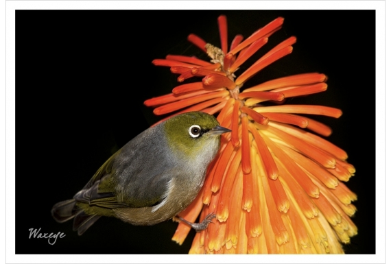 Waxeye on Red Hot Poker: Card