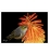 Waxeye on Red Hot Poker: Card