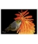 Waxeye on Red Hot Poker: Card