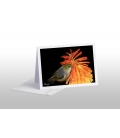 Waxeye on Red Hot Poker: Card