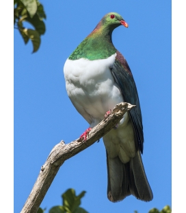 Kereru in Puriri Tree
