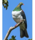 Kereru in Puriri Tree