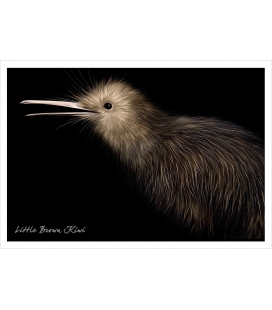 Brown Kiwi: Card