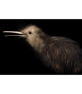 Little Brown Kiwi