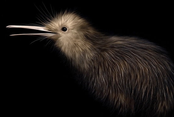 Little Brown Kiwi