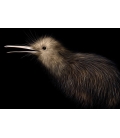 Little Brown Kiwi