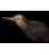 Little Brown Kiwi