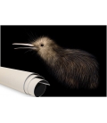 Little Brown Kiwi