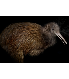 North Island Brown Kiwi