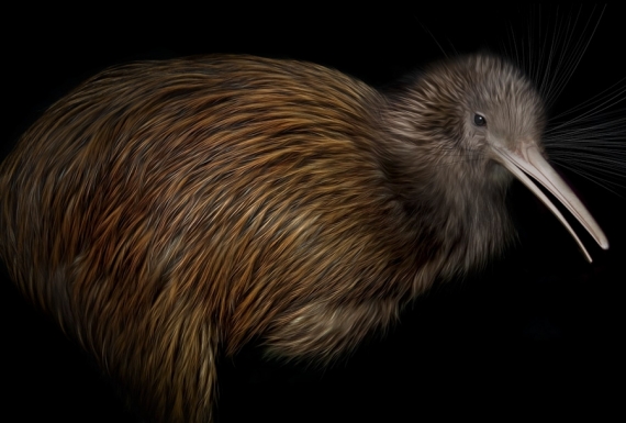 North Island Brown Kiwi