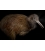 North Island Brown Kiwi