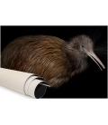 North Island Brown Kiwi