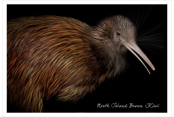 North Island Brown Kiwi: Card