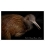 North Island Brown Kiwi: Card