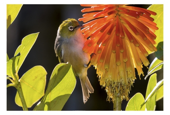 Waxeye on Red Hot Poker: Card