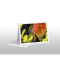 Waxeye on Red Hot Poker: Card