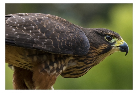 Karearea, endangered native NZ Falcon: Card