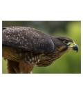 Karearea, endangered native NZ Falcon: Card