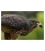 Karearea, endangered native NZ Falcon: Card