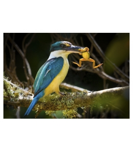 Kingfisher with Catch: Card