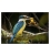 Kingfisher with Catch: Card