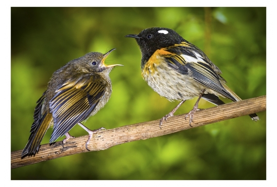 Male Stitchbird (Hihi) with fledged Chick: Card