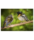 Male Stitchbird (Hihi) with fledged Chick: Card