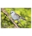 Whitehead, Popokatea: Card
